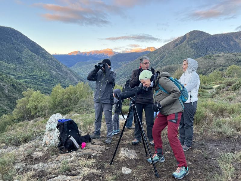 Punt d'observació del cérvol al Parc natural de l'Alt Pirineu