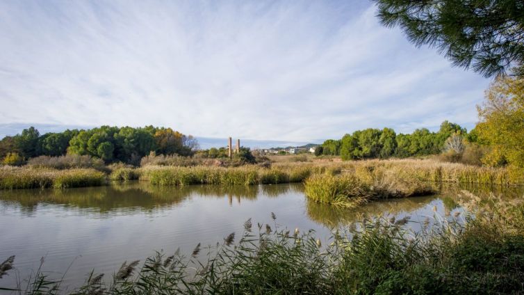 L'Aiguamoll de la Bòbila és un dels indrets imperdibles de Santpedor Foto: Bages Turisme