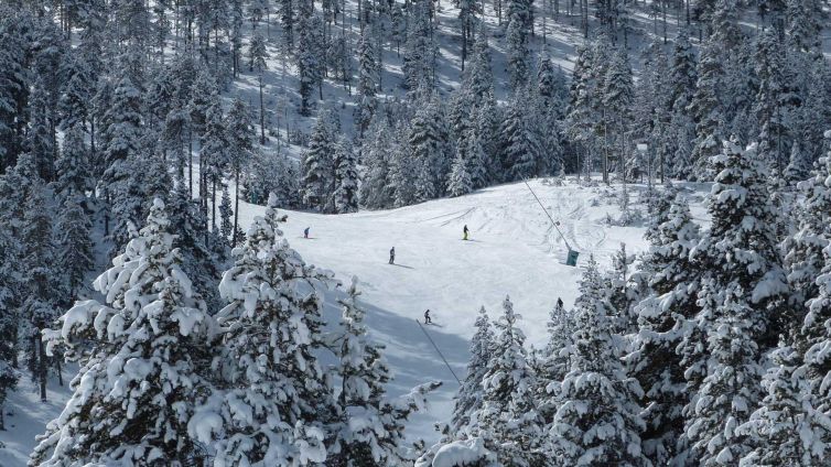 Una de les coses que a l'Àlex més li agrada de Masella és que la majoria de les pistes que conté es troben enmig del bosc Foto: La Masella