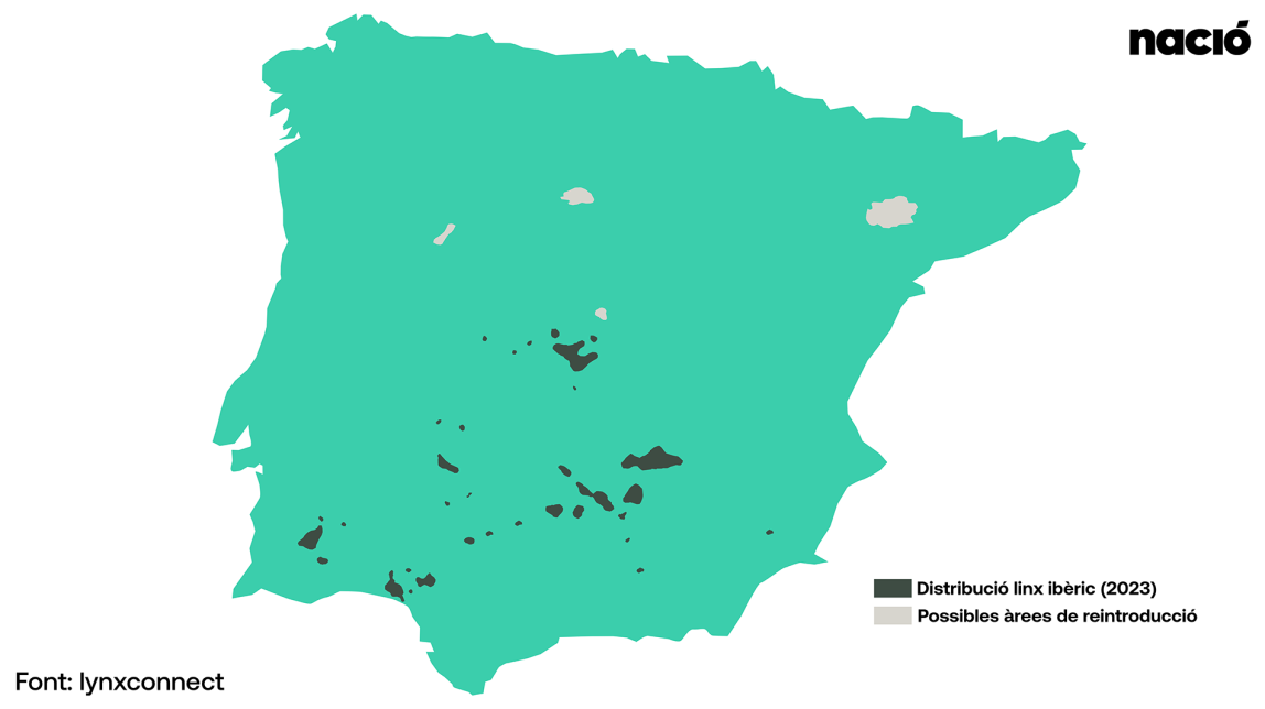 arees reintroducci linx iberic