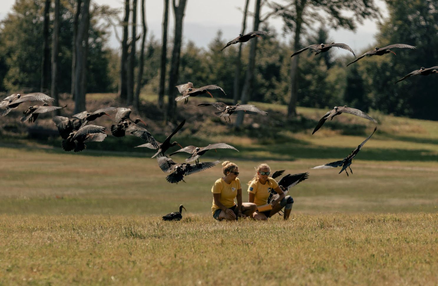 L'ibis ermità es podria reintroduir a Catalunya la primavera vinent