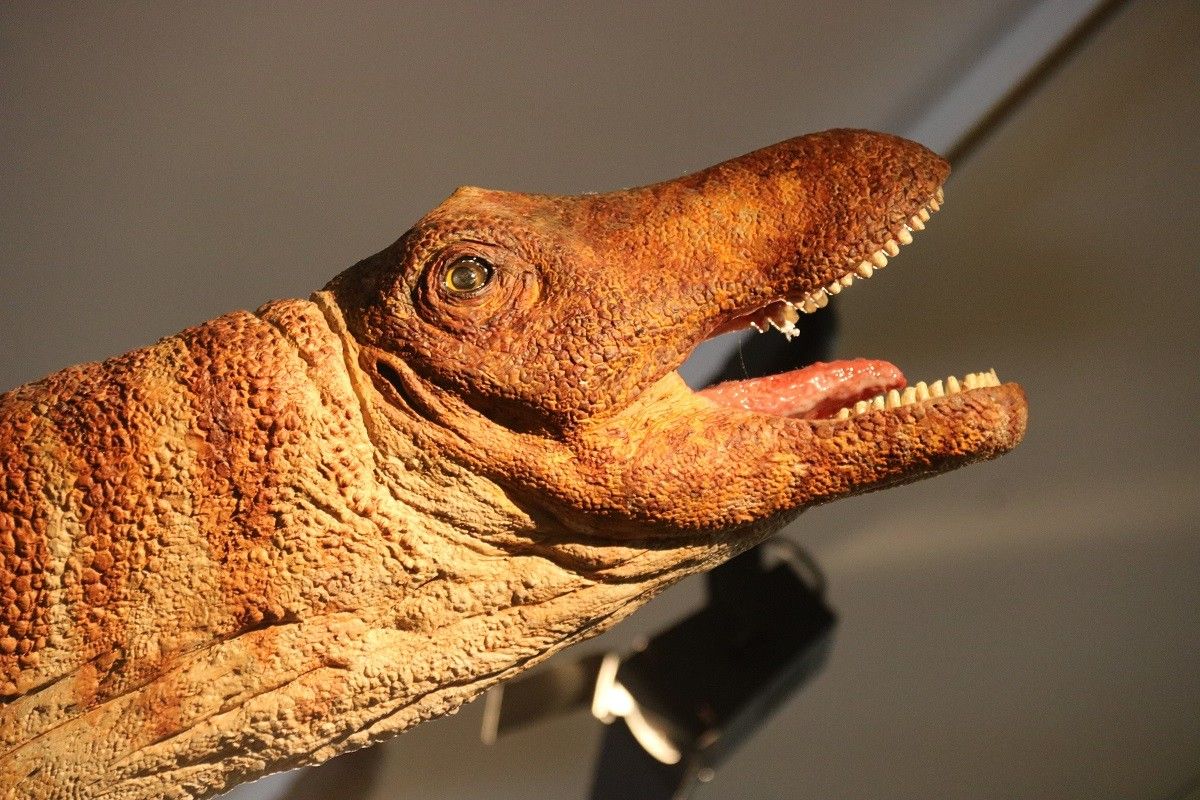 Reproducció del cap d'un titanosaure al Museu Miquel Crusafont, a Sabadell