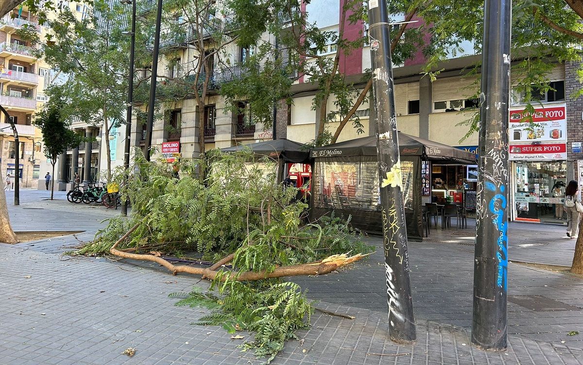 Arbre caigut pel vent a la plaça de la Bella Dorita, a Barcelona