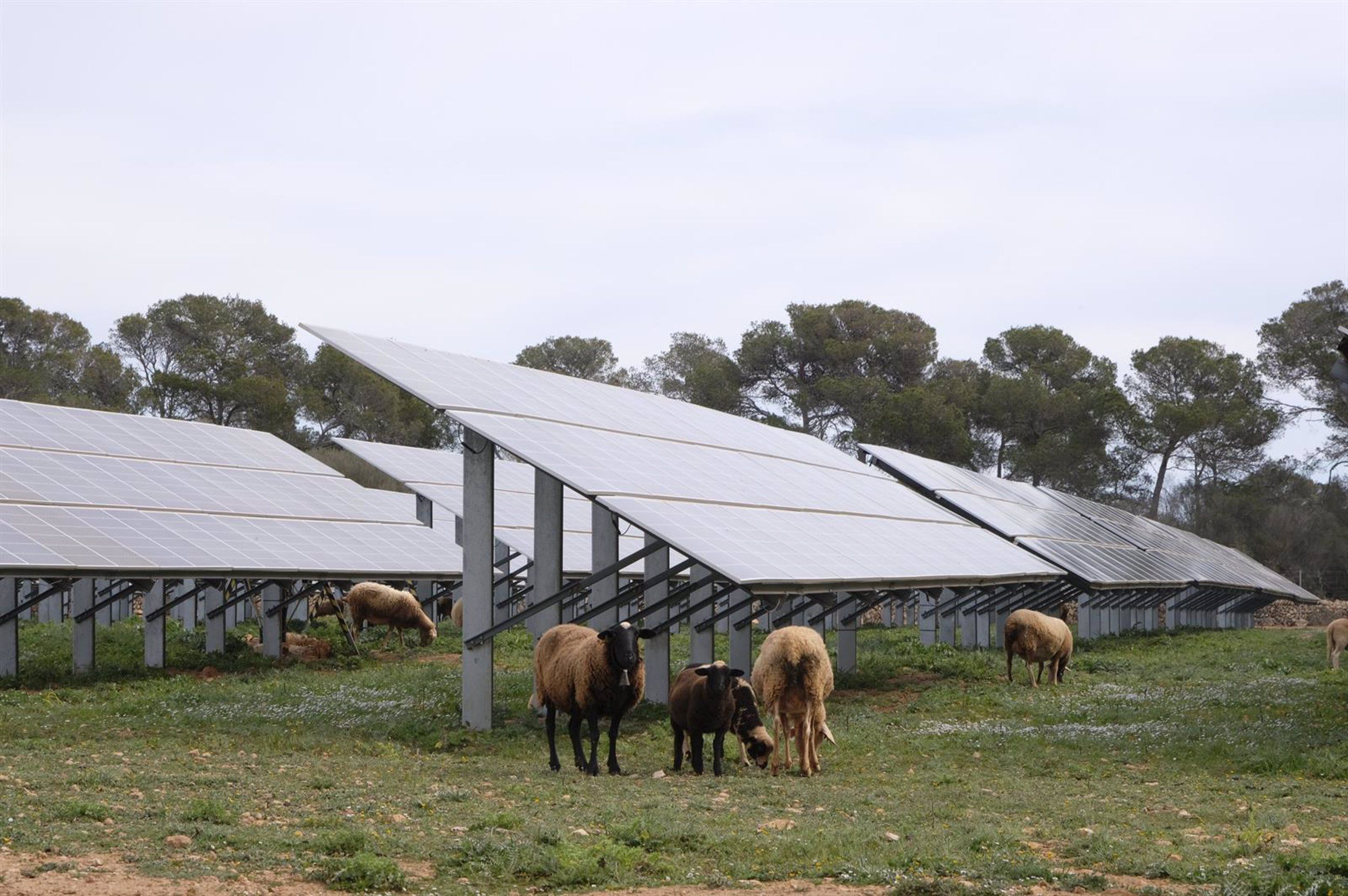 Molts projectes també pretenen fer compatible energia solar amb ramaderia