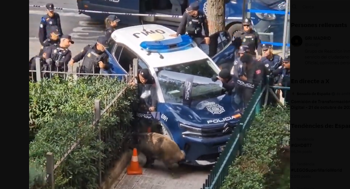 Agents de policia intentant reduir el porc senglar a Madrid