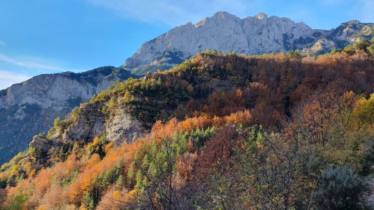 El bosc de Gresolet és un dels grans tresors del Berguedà Foto: Jordi Junyent