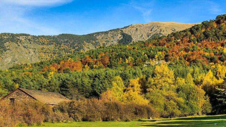 El bosc Virós és un dels que recomanem per visitar durant la tardor Foto: PN Alt Pirineu