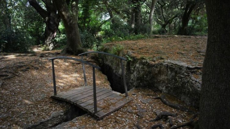 El Bosc de les Estunes està inclès en el Pla d'Espais d'Interès Nacional Foto: Diputació de Girona