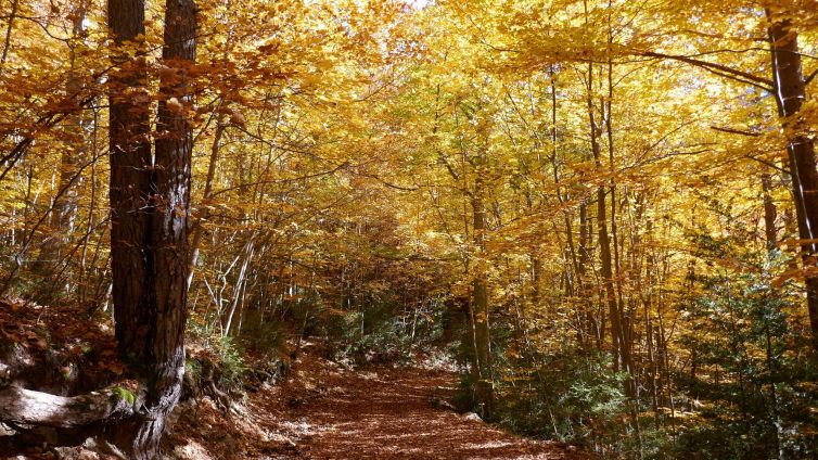 El bosc de Gresolet amaga diversos arbres monumentals Foto: Antonio Ramírez