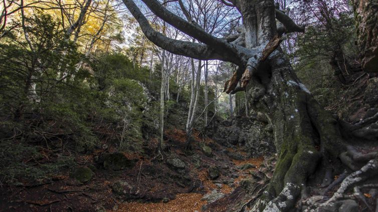 La fageda del Retaule és de les més majestuoses de Catalunya Foto: Turisme La Sénia