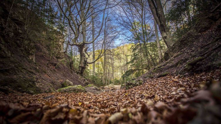 Passejar per la fageda del Retaule és com ser en un conte de fades Foto: Turisme La Sénia tardor