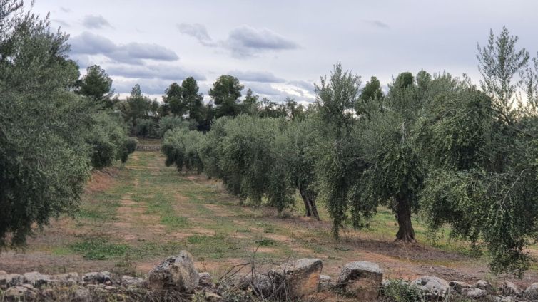 Imatge d'un camp d'oliveres. Foto: DOP Les Garrigues