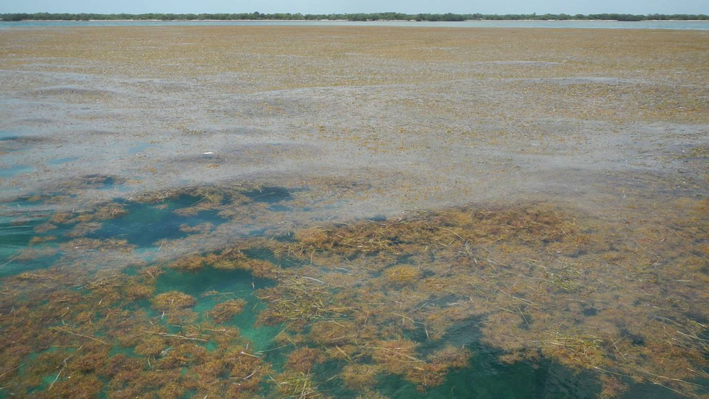 El mar dels Sargassos