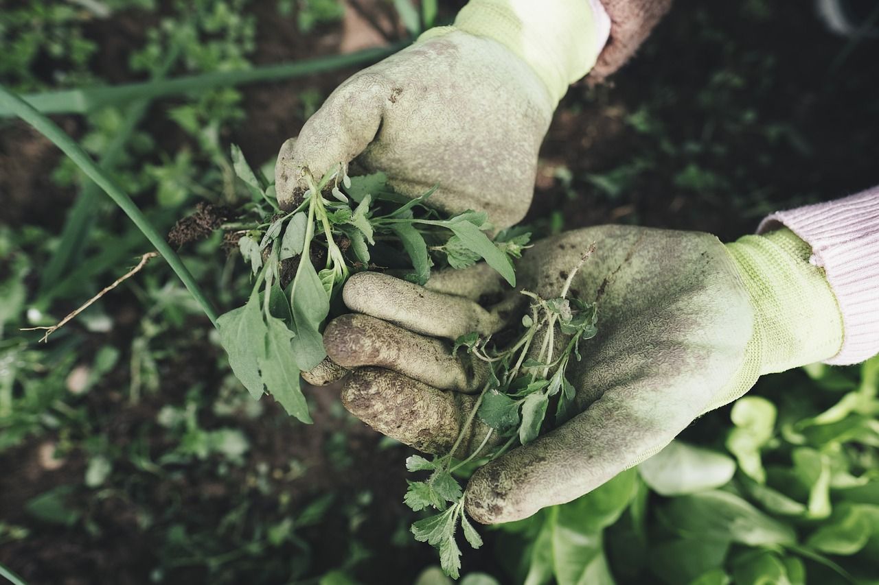 La jardineria és un dels passatemps que més beneficis té