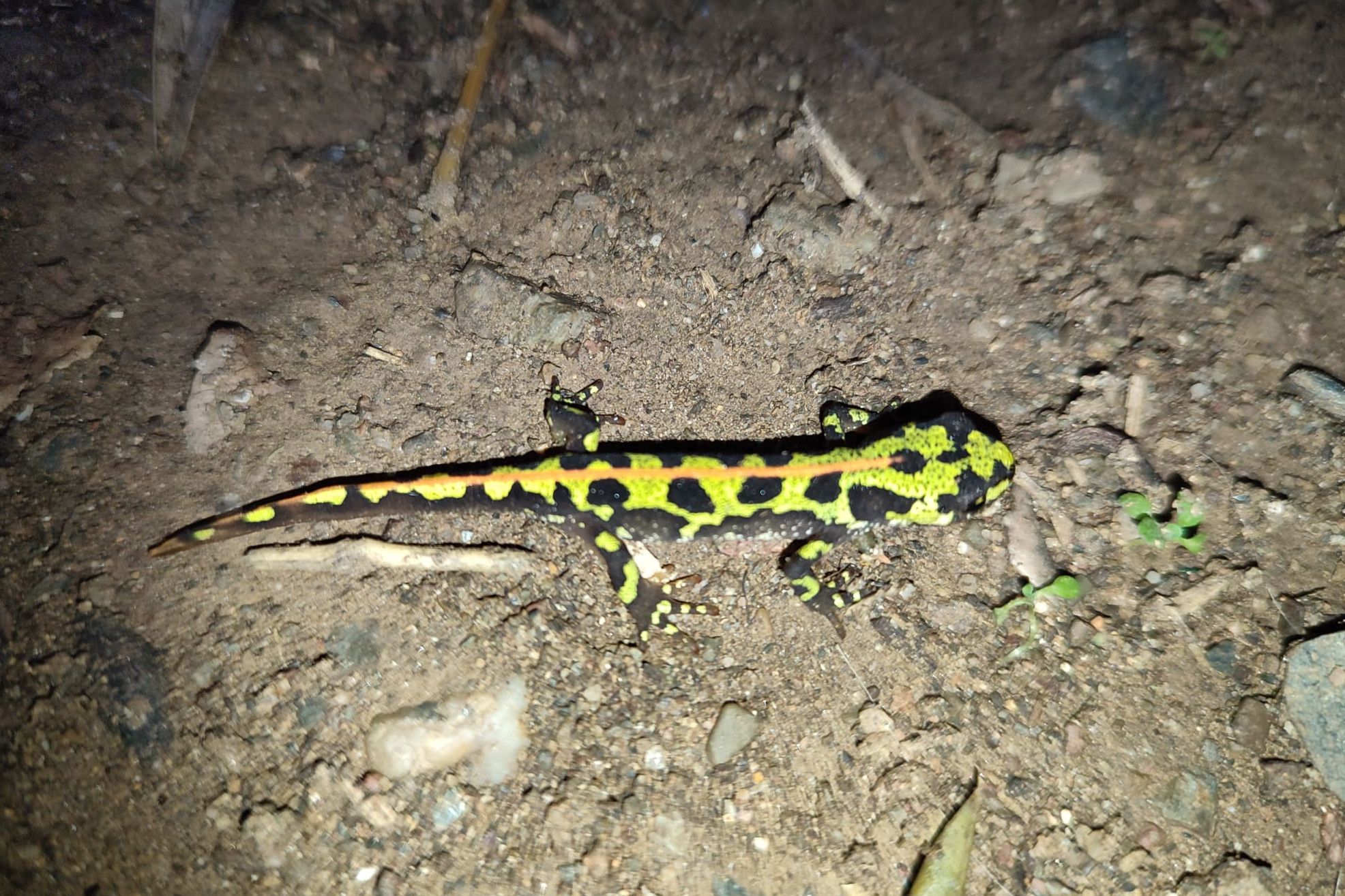 Un exemplar de tritó verd a la bassa de Mas Ventós del cap de Creus