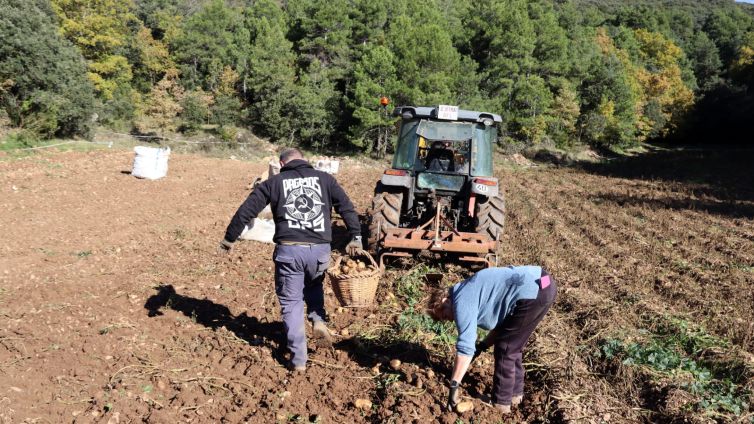 Un camp de patates al nucli de CambrilsAutor: Mar Martí