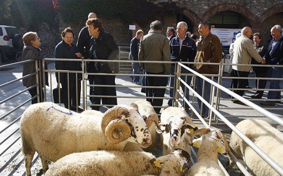 La fira ha reunit 35 explotacions ovines.