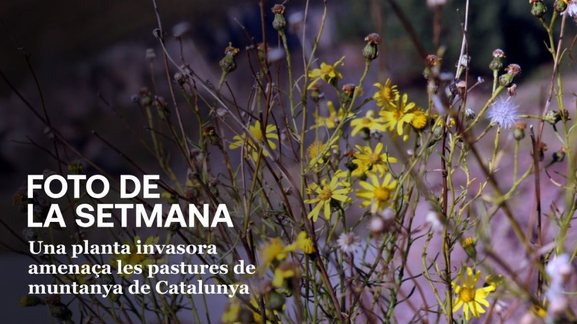 foto setmana pastures especie invasora