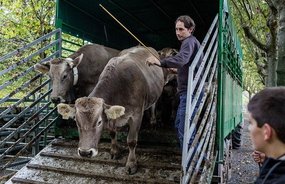 Un ramader descarregant les seves vaques en una fira del Ripollès