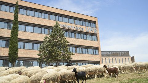 A la UAB hi ha 250 ovelles i unes 50 cabres, que també fan tasques de neteja forestal al voltant del campus universitari