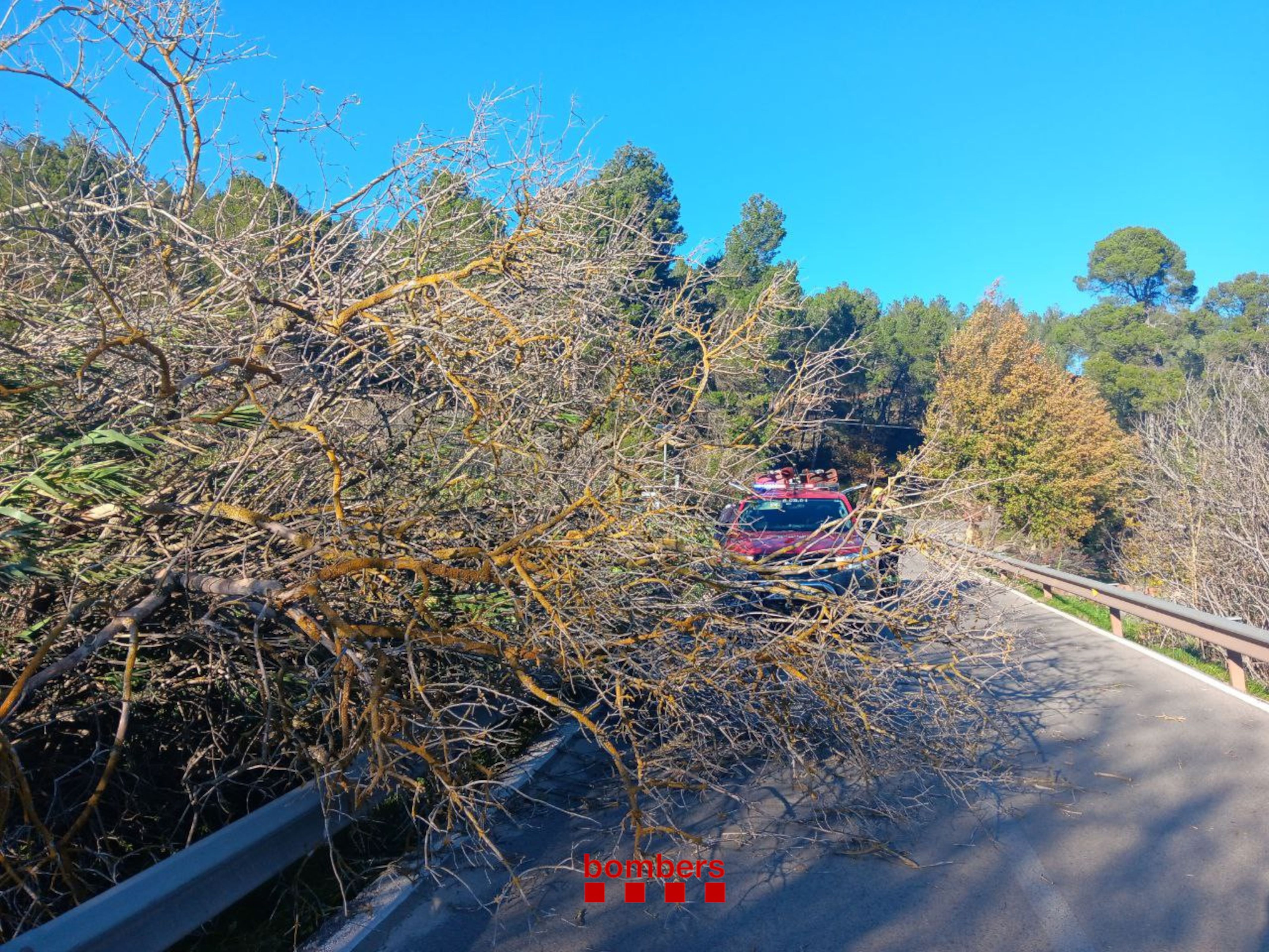 Un arbre caigut sobre una carretera aquest dissabte