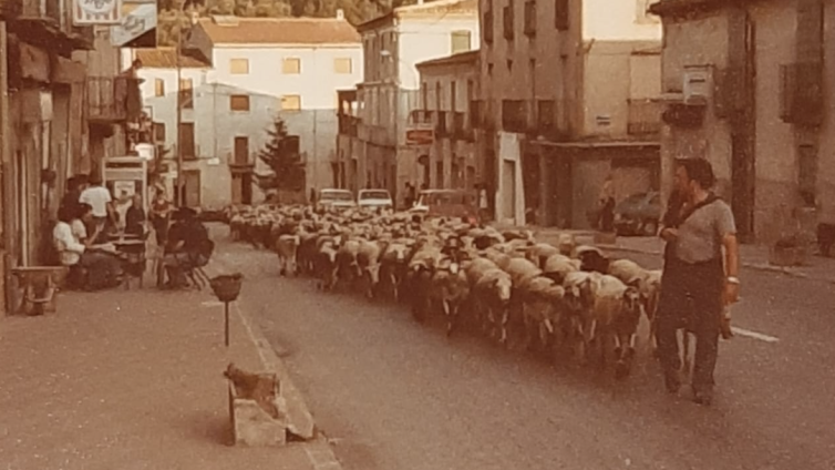 Imatge històrica d'en Jordi pasturant per Sant Jaume