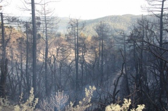 El primer foc forestal de l'any ha cremat 6,5 hectàrees de massa forestal al massís de les Gavarres i ha obligat a mobilitzar 20 dotacions de Bombers