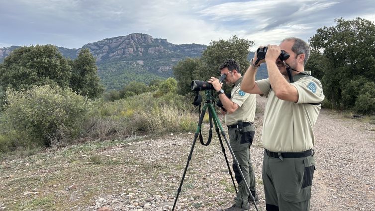 Observació dels falcons pelegrins a Sant LLorenç del Munt i l'Obac