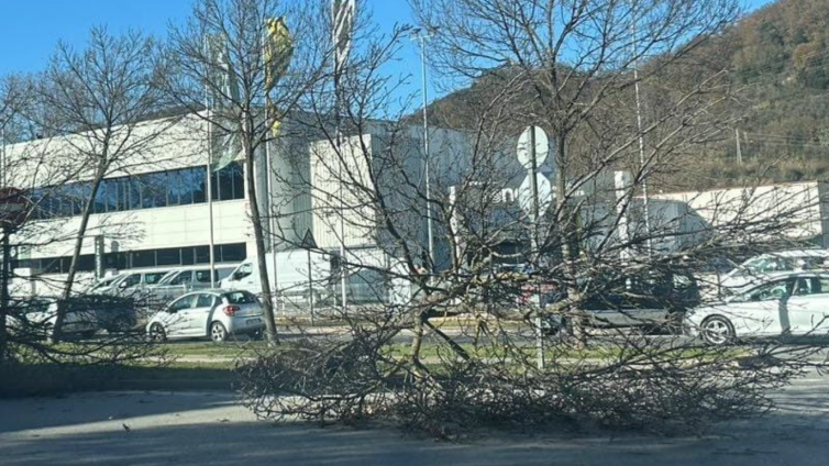 Un arbre caigut a l'avinguda Europa d'Olot