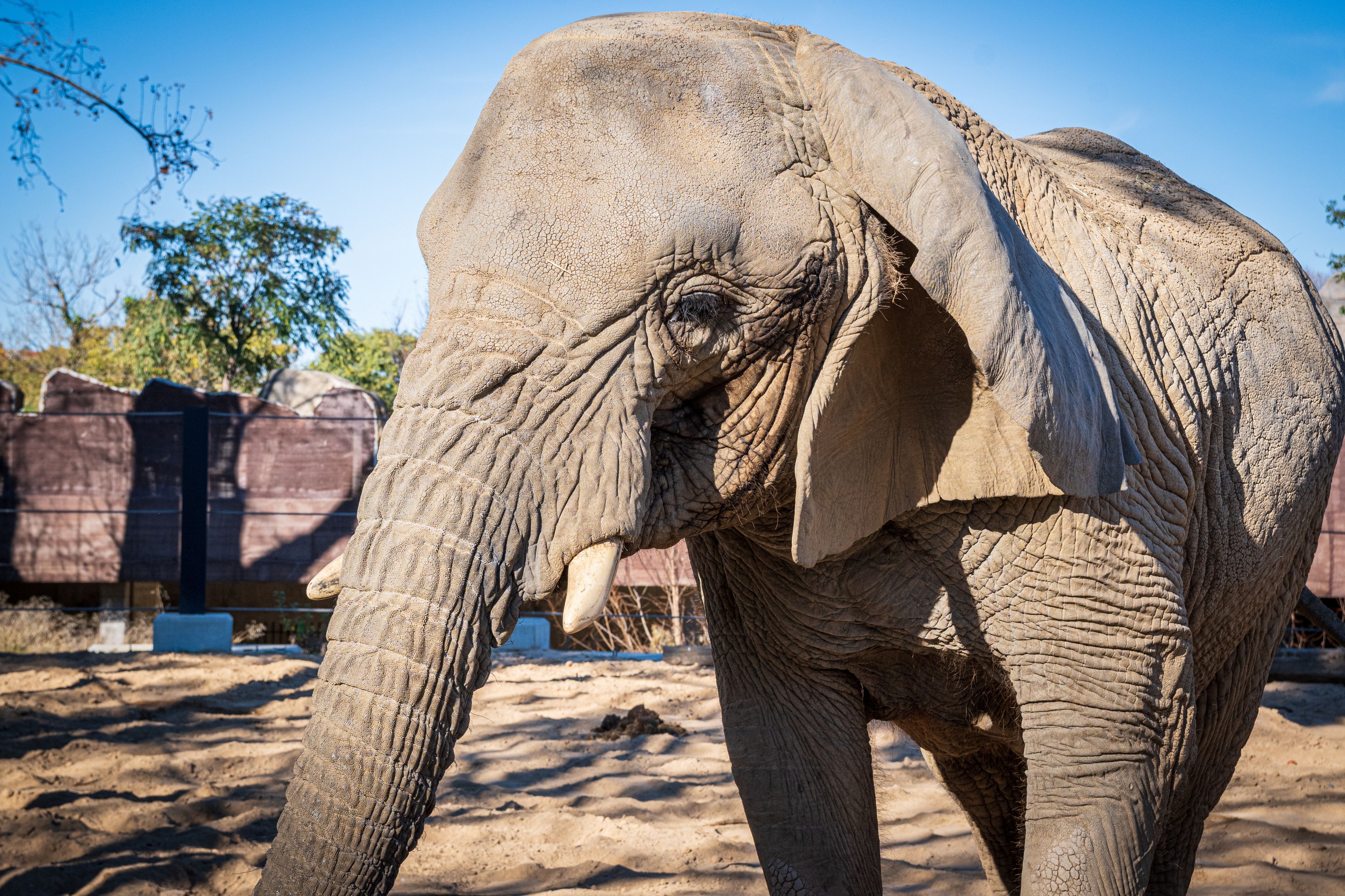 La Yoyo era l'elefanta més longeva del món i vivia al Zoo de Barcelona.