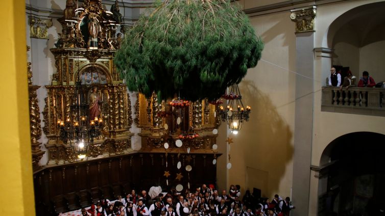 El pi penjat dins l'església de Santa Coloma de Centelles