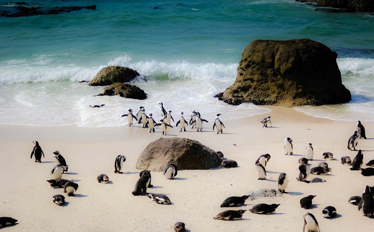 Pingüins en una platja de Ciutat del Cap