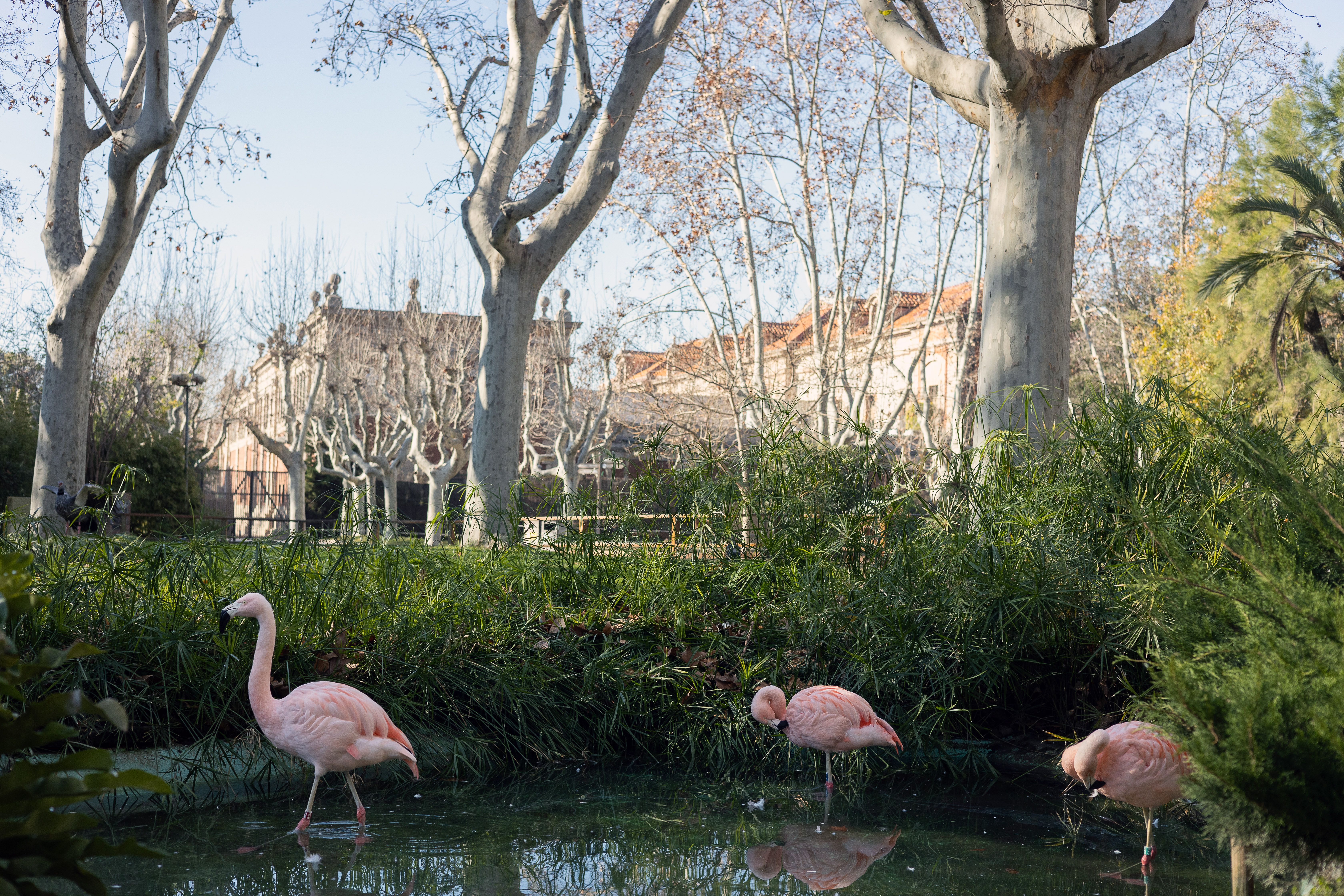 El parc de la Ciutadella, en una imatge d'aquesta setmana