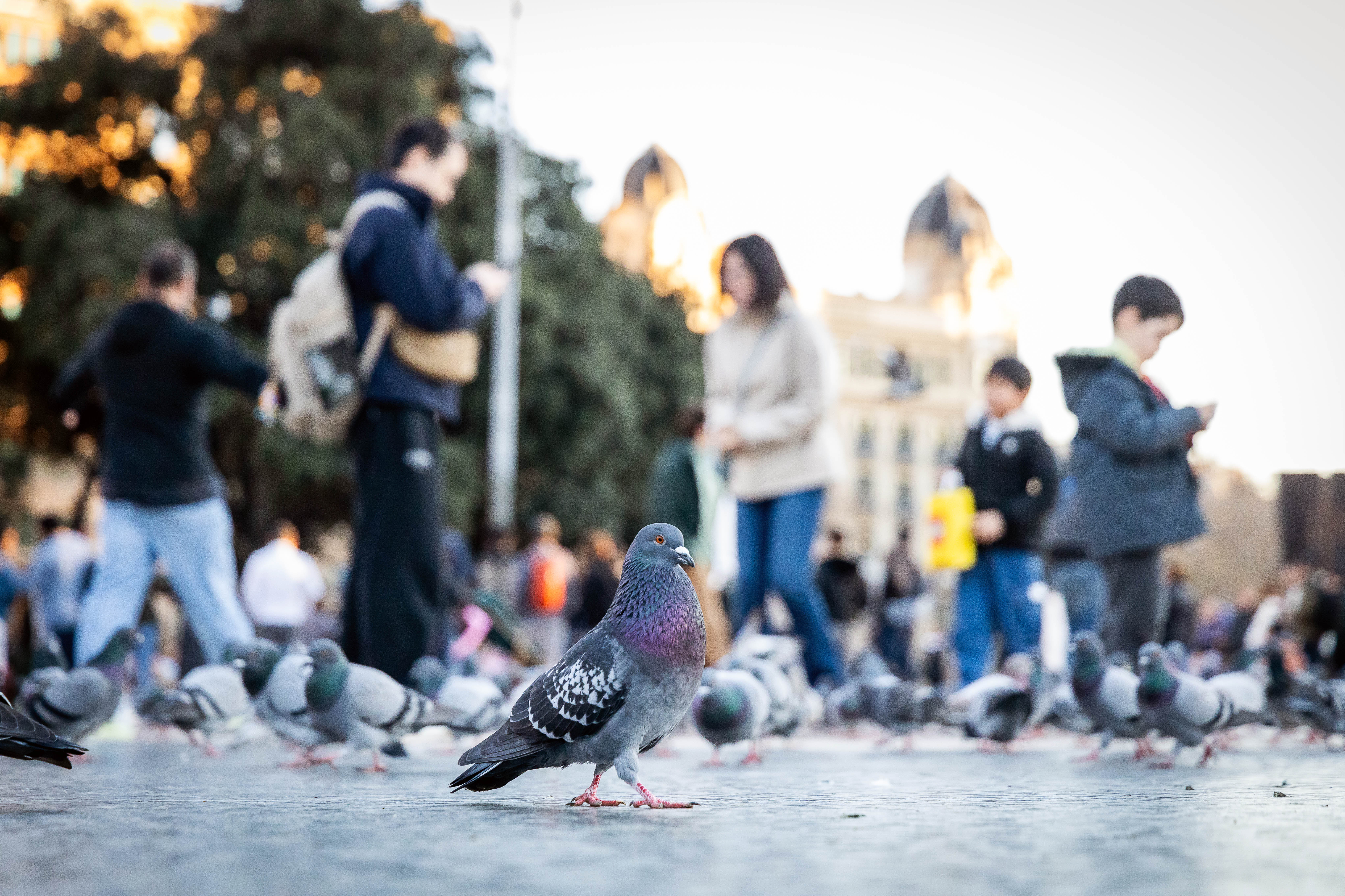 Un colom a la plaça de Catalunya