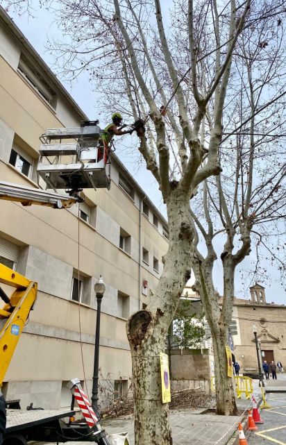 arbres Solsona poda