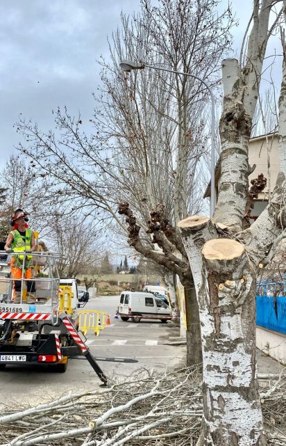 arbres Solsona poda