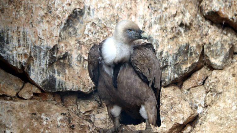 Zoo del Pirineu a Òden (ACN) 