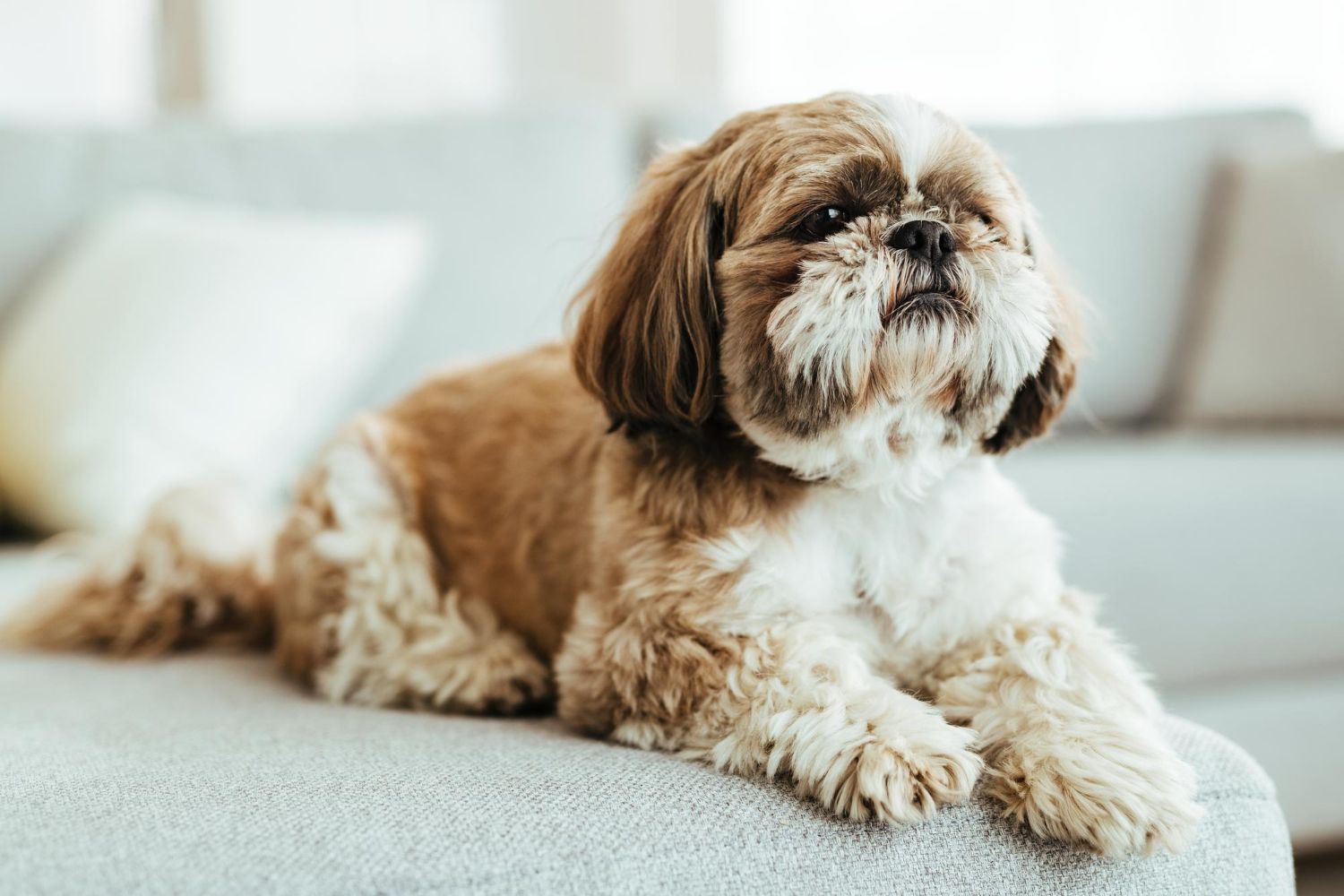 Els Cavalier King Charles Spaniel, són una de les races de gos predilectes per la gent gran