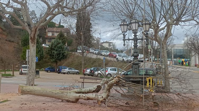 Un plataner de vora la Font del Passeig/ Ramon Estany 