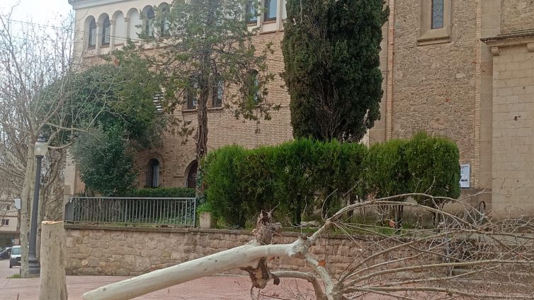 Un altre plataner prop de l'església del Cor de Maria, abatut al terra. / Ramon Estany 