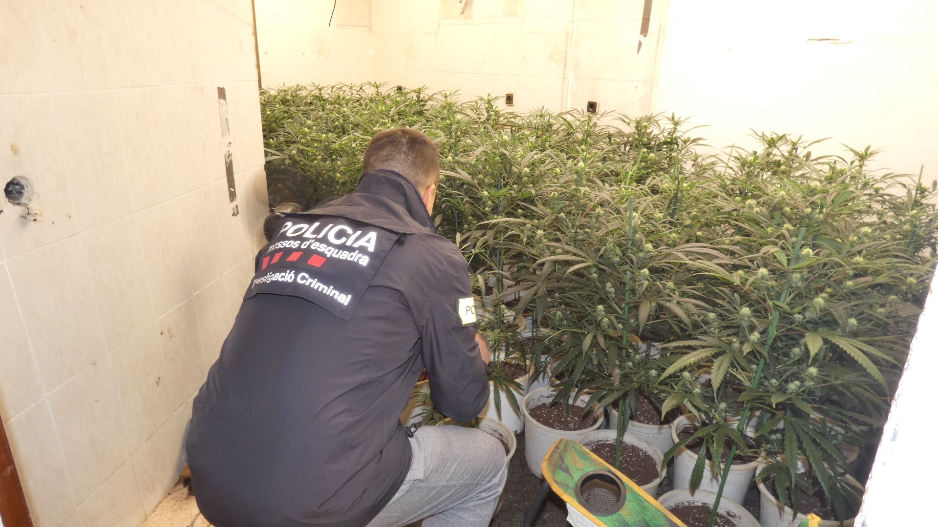 Plantació de marihuana en un pis de Montcada i Reixac. 