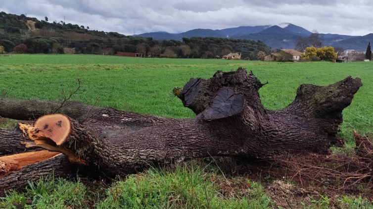 Roure caigut de Can Reverter a Sant Celoni - Ajuntament de Sant Celoni