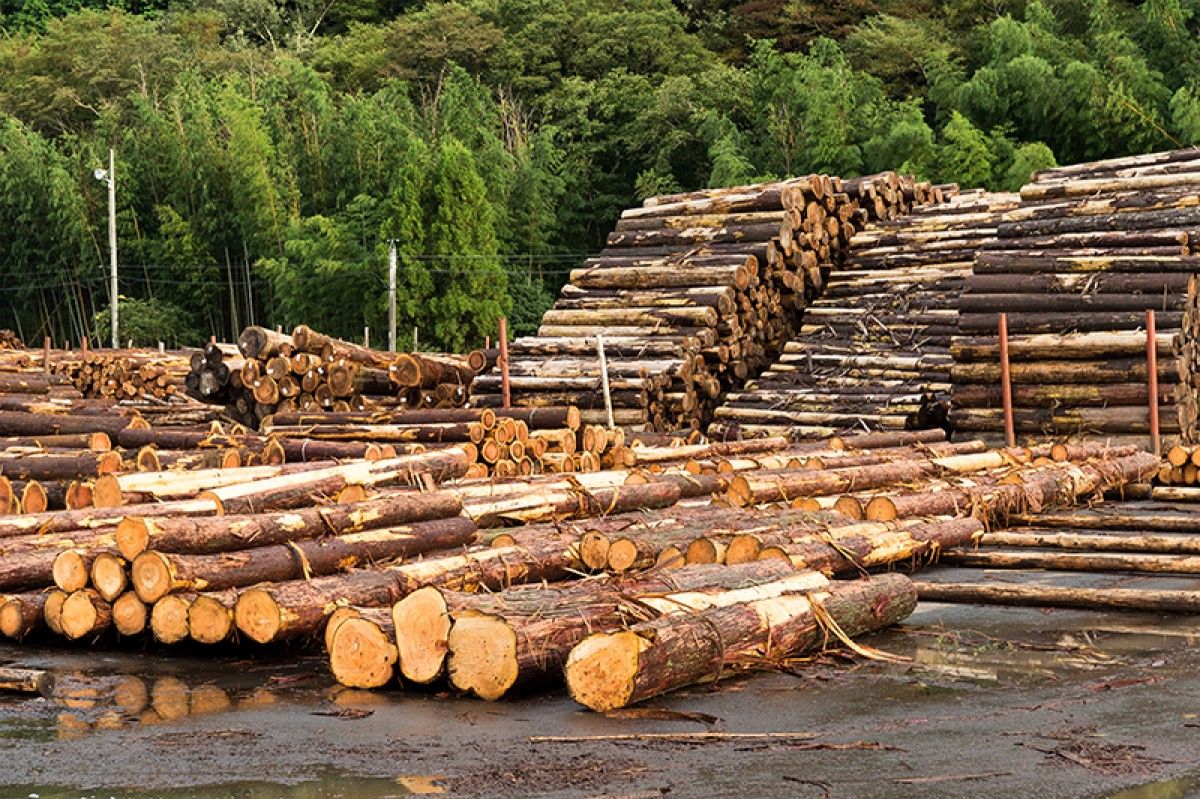 La «fusta de conflicte» no es pot fer servir en grups de productes certificats per PEFC.