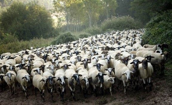 Les ovelles tornaran a recórrer el camí ramader d'Alpens al pla d'Anyella.
