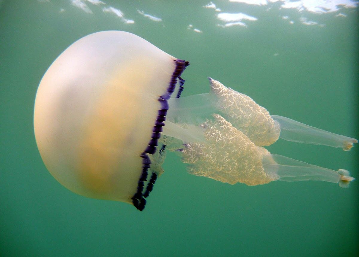 La presència de meduses es manté a la costa catalana