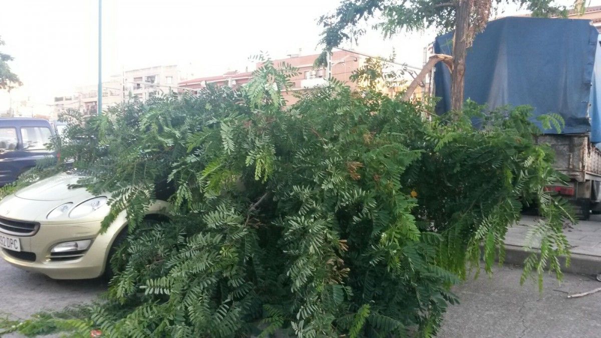 Un arbre caigut a Cerdanyola 