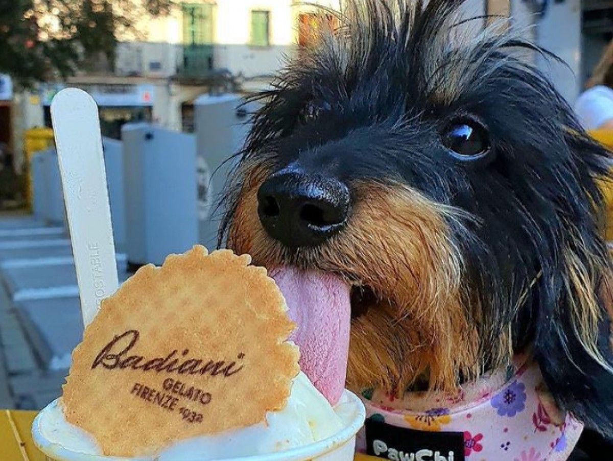 Un gos prenent un gelat de Badiani a la plaça d'Octavià