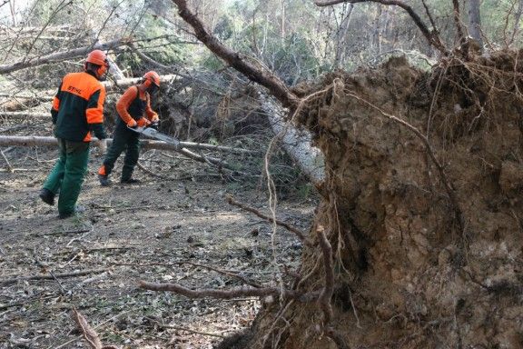 Imatge d'operaris talant restes d'arbres a la zona del santuari de La Salut.