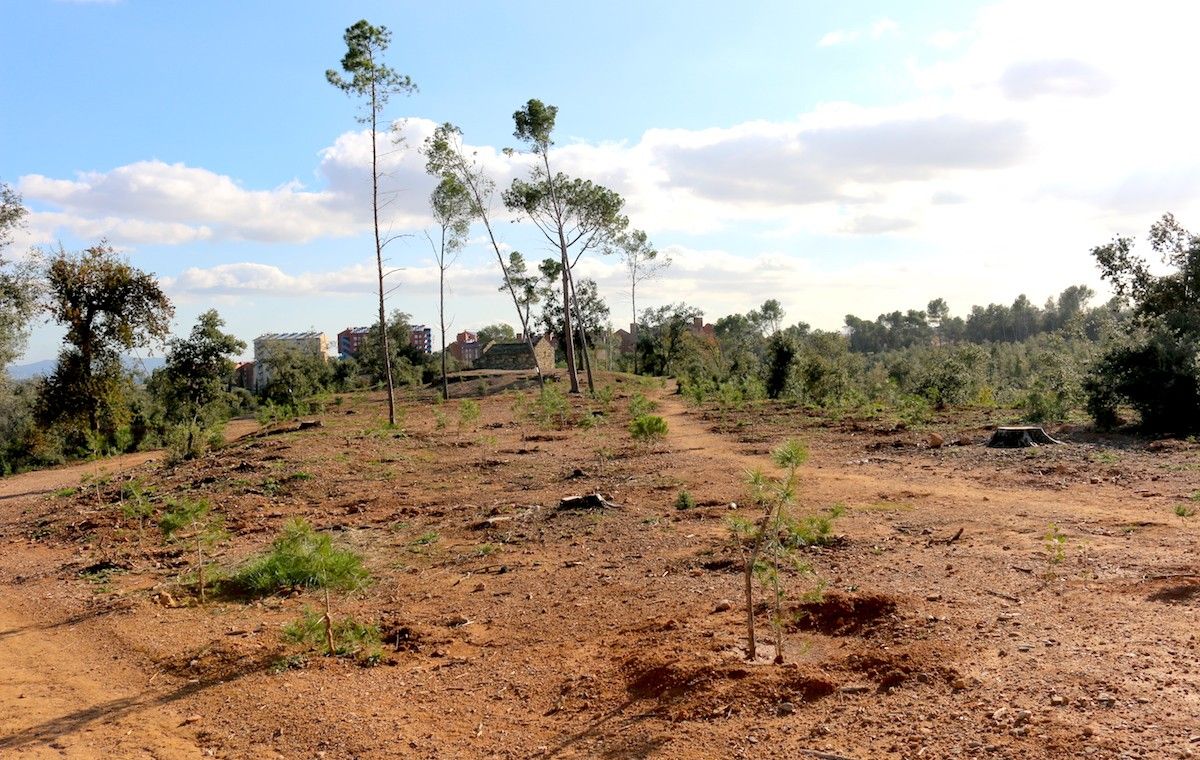 El bosc de Can Deu, afectat per la ventada