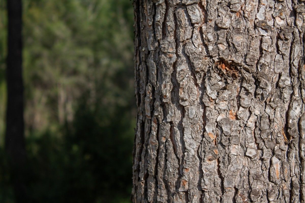 Imatge d'un dels arbres del Bosc de Volpelleres 